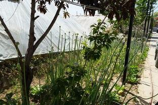 大棚吃瓜视频大全播放,瓜果飘香，视频盛宴带你领略现代农业魅力