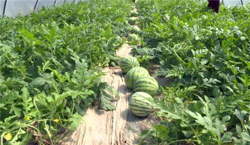 十堰吃瓜事件视频最新,一场网络狂欢背后的真相与反思