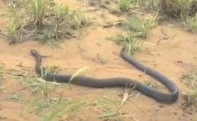 辛安小蛇吃瓜视频大全下载,趣味横生的娱乐盛宴