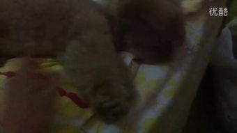 认真生活开心吃瓜视频