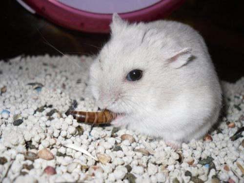 豆瓜仓鼠可以吃吗视频,安全食用指南