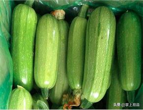 瓜哥吃西葫芦视频大全集,视频大全集精彩回顾