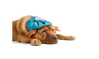 小狗吃瓜打喷嚏视频,萌态可掬萌翻网友