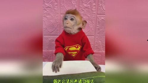 搞笑动物带你吃瓜视频,笑料横生！搞笑动物带你开启欢乐吃瓜之旅