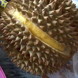 吃瓜不吃籽的蛋仔视频