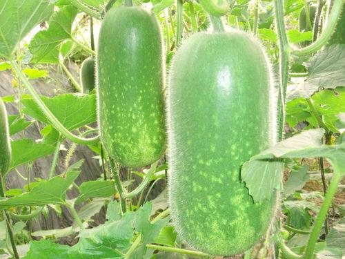 葫芦瓜煮熟吃能减肥吗视频,轻松享瘦的秘密