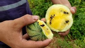 落落熊吃瓜视频哪里看,独家观看指南大公开