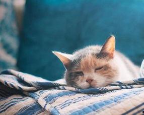 猫咪吃雪梨瓜好吗视频教程,健康美味两不误